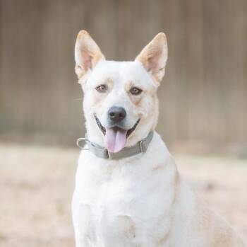 Lynn -  Cattle Dog and Australian Cattle Dog Blue Heeler Dog for Adoption in Mansfield, Texas - Lynn | PetCurious