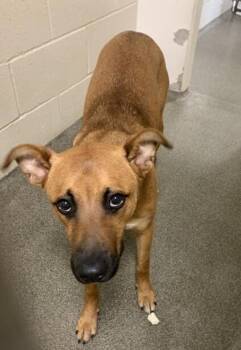 Pit Bull Terrier and Labrador Retriever Dogs Available for Adoption in Vancouver, Washington - Zivo | PetCurious