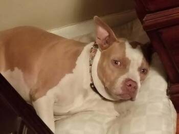 Rescue Pit Bull Terrier Dogs for Adoption in Ocean Township, New Jersey - Bullet - Sun Baking Sweet Boy | PetCurious