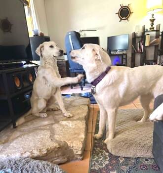 Akbash and Great Pyrenees Dogs Available for Adoption in Quinlan, Texas - Dudley SAT | PetCurious