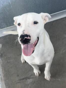 Rescue Labrador Retriever and Bull Terrier Dogs for Adoption in Baytown, Texas - GHOST | PetCurious