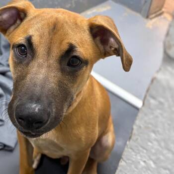 Tait 28447 (orange collar) -  Mixed Breed and Redbone Coonhound Dog for Adoption in Middleburg, Florida - Tait 28447 (orange Collar) | PetCurious