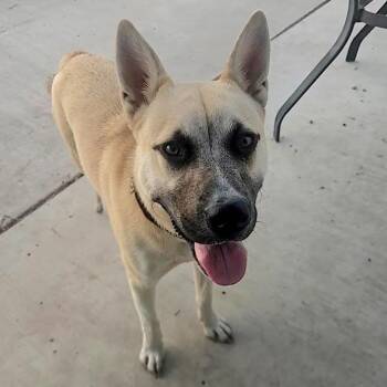 Dexter -  Anatolian Shepherd and Mixed Breed Dog for Adoption in Corpus Christi, Texas - Dexter | PetCurious