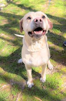 American Bulldog and Terrier Dogs Available for Adoption in Dahlonega, Georgia - Atlas  | PetCurious