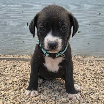 Rescue Plott Hound Dogs for Adoption in Austin, Texas - Matilida JuM | PetCurious