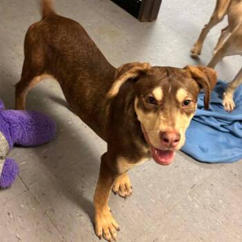 Terrier and Mixed Breed Dogs Available for Adoption - Wanda | PetCurious