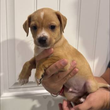 Rescue Pug and Mixed Breed Dogs for Adoption in San Antonio, Texas - Baby Saja | PetCurious