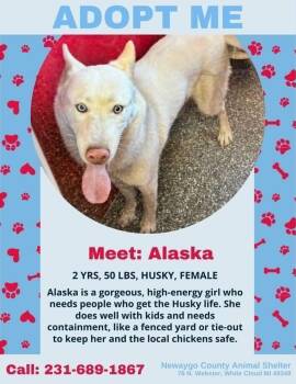 Alaska -  Husky Dog for Adoption in White Cloud, Michigan - Alaska | PetCurious