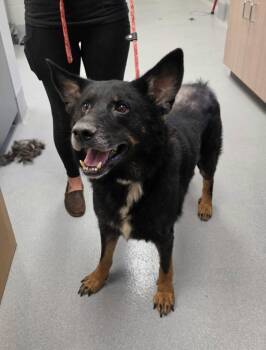Rufus -  German Shepherd Dog and Mixed Breed Dog for Adoption in Chillicothe, Ohio - Rufus | PetCurious