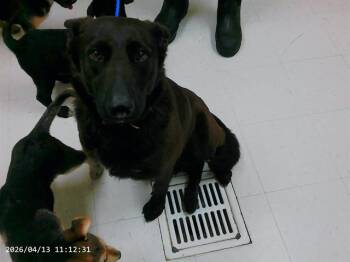 German Shepherd Dog and Mixed Breed Dogs Available for Adoption in Oroville, California - DUTCHESS | PetCurious