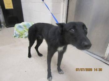 (883) -  Shepherd Dog for Adoption in Marietta, Georgia - (883) | PetCurious