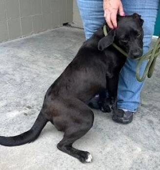 Lucy -  Mixed Breed Dog Available for Adoption in Morristown, New Jersey - Lucy | PetCurious