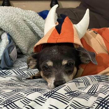 Boom Boom -  Chihuahua Dog Available for Adoption in Bedford Park, Illinois - Boom Boom | PetCurious