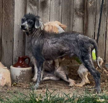 Rescue Mixed Breed Dogs for Adoption in Severance, Colorado - Jethro | PetCurious