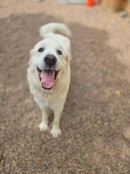 Lucy -  Great Pyrenees Dog for Adoption in Canon City, Colorado - Lucy | PetCurious
