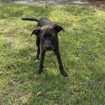 Helsinki -  Labrador Retriever Dog for Adoption in Valdosta, Georgia - Helsinki | PetCurious