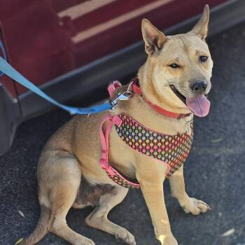Rescue Carolina Dog and Cattle Dog Dogs for Adoption in Chandler, Arizona - Dini (Sakura) | PetCurious