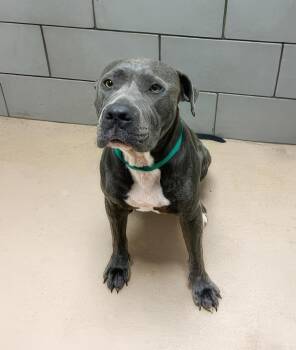 Jupiter -  Mixed Breed Dog for Adoption in Nashville, Tennessee - Jupiter | PetCurious
