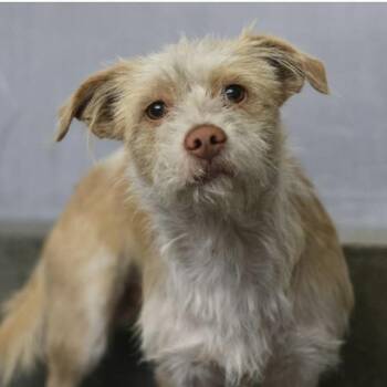Terrier Dogs Available for Adoption in Williston, Vermont - Benny | PetCurious