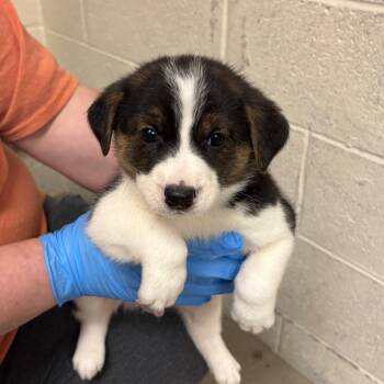 Mixed Breed Dogs Available for Adoption in East Hanover, New Jersey - Grumpy | PetCurious