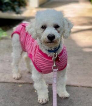 Maltese and Poodle Dogs Available for Adoption in Palo Alto, California - Eclair | PetCurious