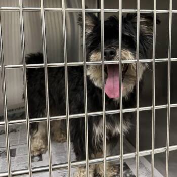 Casanova -  Yorkshire Terrier Dog for Adoption in Galveston, Texas - Casanova | PetCurious