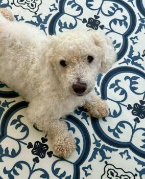 Rescue Dachshund and Miniature Poodle Dogs for Adoption in North Valley, New Mexico - Seriously SWEET Mr Senso-Ji ~ DoxieDoodle ! | PetCurious