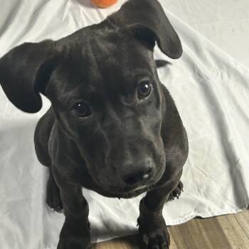 Orbit -  Labrador Retriever and Border Collie Dog for Adoption in Triana, Alabama - Orbit | PetCurious