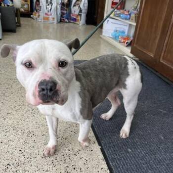 Rescue American Bully Dogs for Adoption in Lenexa, Kansas - Knuckles | PetCurious