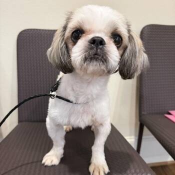 Tennessee -  Shih Tzu Dog for Adoption in New York, New York - Tennessee | PetCurious