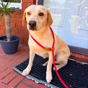 Yellow Labrador Retriever Dogs Available for Adoption in Hackett, Arkansas - Adeline | PetCurious