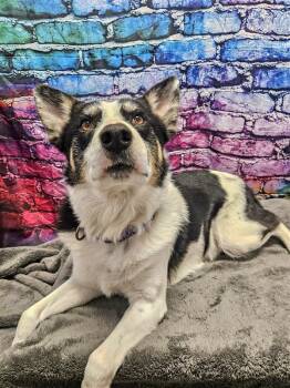 Cowboy -  Border Collie Dog for Adoption in Gloversville, New York - Cowboy | PetCurious