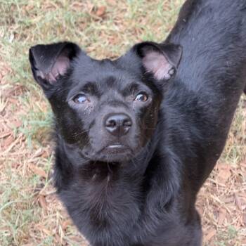 Tommy -  Chihuahua Dog for Adoption in Mount Pleasant, South Carolina - Tommy | PetCurious