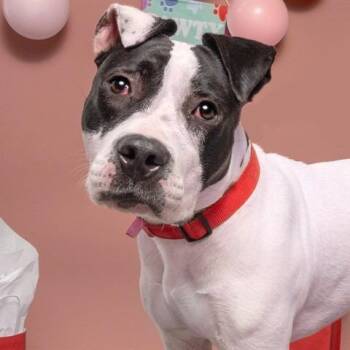 Bebe -  Pit Bull Terrier and Mixed Breed Dog for Adoption in Brentwood, Missouri - Bebe | PetCurious