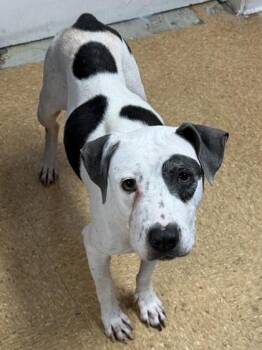 American Staffordshire Terrier and Mixed Breed Dogs Available for Adoption in San Antonio, Texas - Bonita | PetCurious