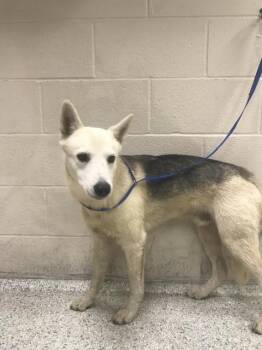 FORD -  German Shepherd Dog and Mixed Breed Dog for Adoption in Conroe, Texas - FORD | PetCurious