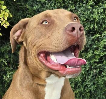 Rescue Labrador Retriever and American Staffordshire Terrier Dogs for Adoption in North Valley, New Mexico - Splendid Sherlock Bones ~ Labrabull | PetCurious