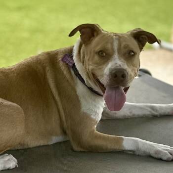 American Staffordshire Terrier and Mixed Breed Dogs Available for Adoption - Honey | PetCurious
