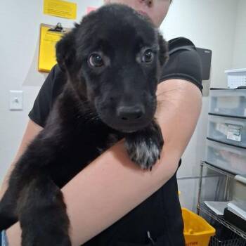 Luigi -  German Shepherd Dog and Border Collie Dog for Adoption in Lake Havasu City, Arizona - Luigi | PetCurious