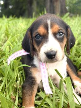 Bonnie- Transport -  Beagle and Mixed Breed Dog for Adoption in Gradyville, Kentucky - Bonnie- Transport | PetCurious