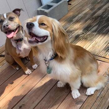 Maestro -  Cocker Spaniel and Mixed Breed Dog for Adoption in Olathe, Kansas - Maestro | PetCurious