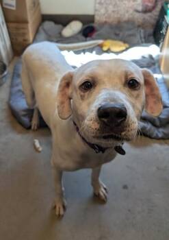Play-Doh -  Labrador Retriever and Cattle Dog Dog for Adoption in Bellevue, Washington - Play-Doh | PetCurious