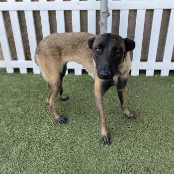 A614695 -  Belgian Shepherd Malinois and Mixed Breed Dog for Adoption in Modesto, California - A614695 | PetCurious