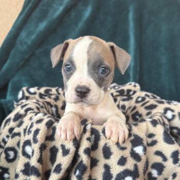 Minnie -  American Staffordshire Terrier and Mixed Breed Dog for Adoption in Murray, Utah - Minnie | PetCurious