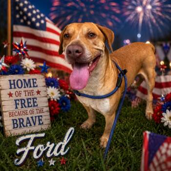 Ford -  Mixed Breed Dog for Adoption in Columbiana, Alabama - Ford | PetCurious