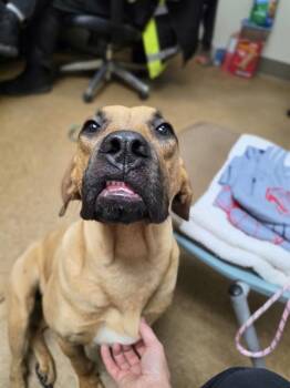 CARMELLA -  Black Mouth Cur and Mixed Breed Dog for Adoption in Newton, North Carolina - CARMELLA | PetCurious