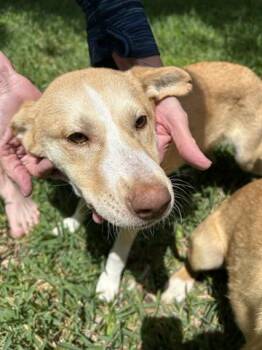Labrador Retriever and Mixed Breed Dogs Available for Adoption in Houston, Texas - A655375 | PetCurious