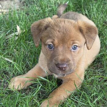 Apple Cider -  Cattle Dog and Mixed Breed Dog for Adoption in Johnson City, Tennessee - Apple Cider | PetCurious