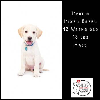 Merlin -  Mixed Breed Dog for Adoption - Merlin | PetCurious