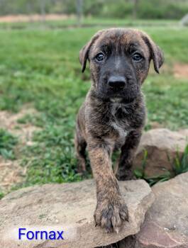 German Shepherd Dog Dogs Available for Adoption in Hinton, West Virginia - Fornax(7wo,5lbs) | PetCurious
